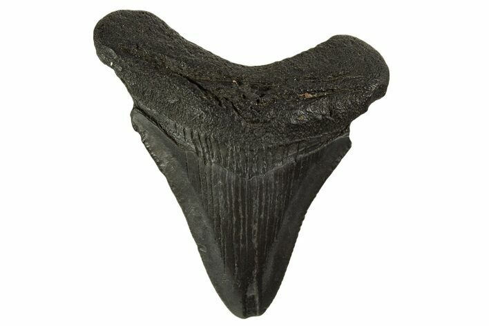 Serrated, Juvenile Megalodon Tooth - South Carolina #332124